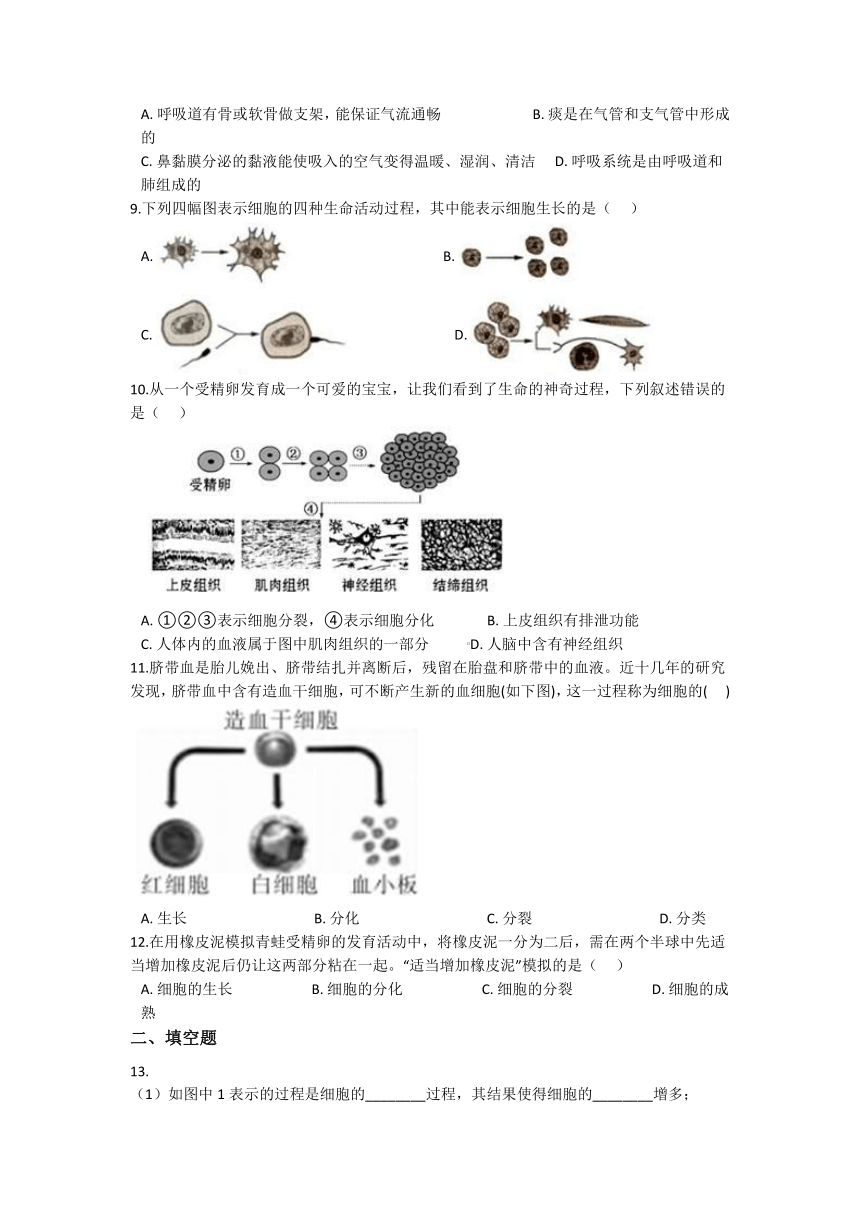 2.3生物体的结构层次 同步练习（含解析）