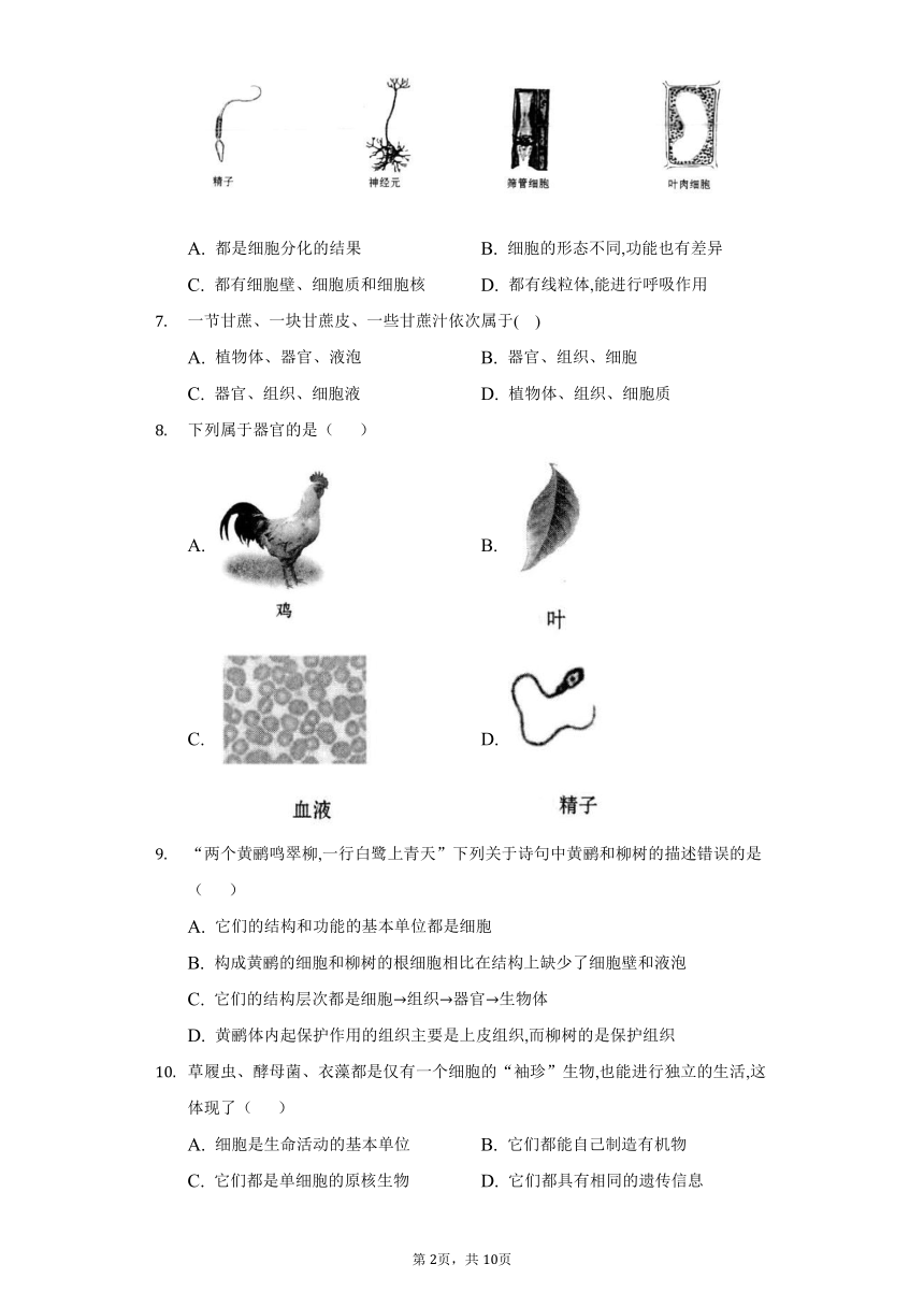 2022-2023学年人教版生物七年级上册单元强化练习第二单元生物体的结构层次(word版含答案）