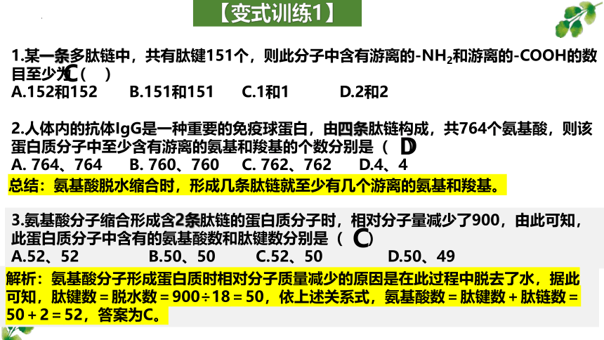 2024届高三二轮复习生物：蛋白质的相关计算课件（共21张PPT）