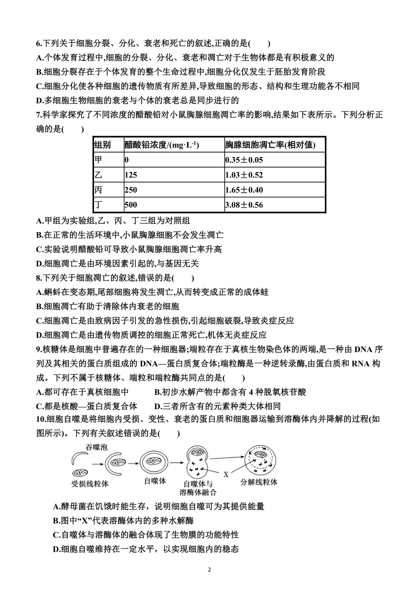 高中生物学人教版（2019）必修一6.3  细胞的衰老和死亡（同步训练）（附答案）