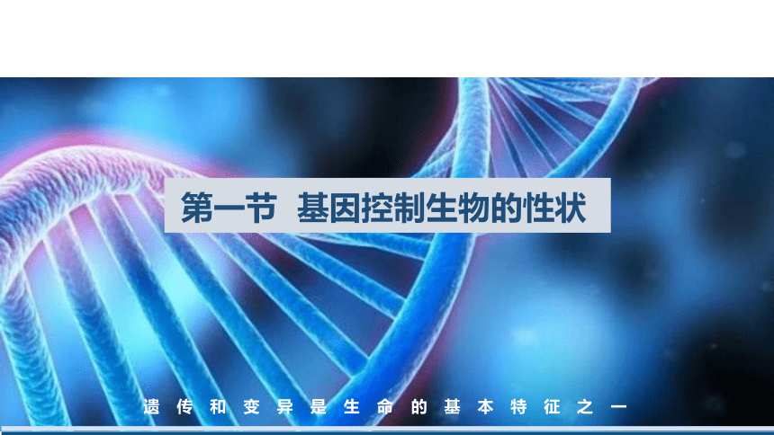 7.2.1 基因控制生物的性状课件(共38张PPT)人教版八年级生物学下册