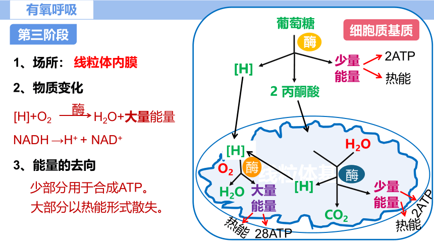 5.3细胞呼吸的原理及应用（第2课时）（课件共22张PPT）