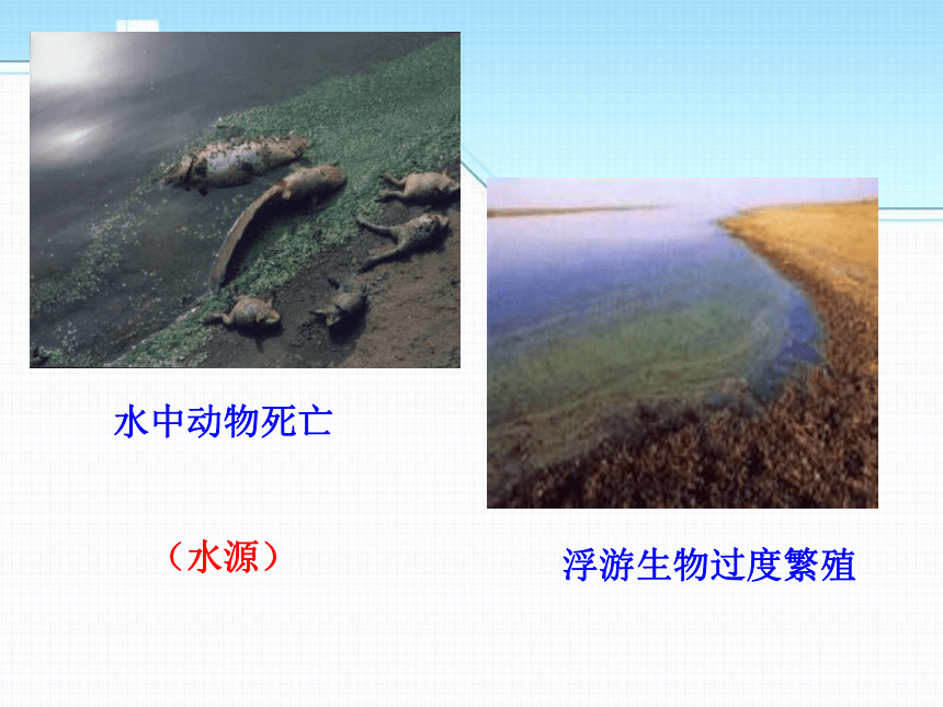 1.1.2生物与环境的相互影响1北师大版七年级上册生物课件（共19张PPT）