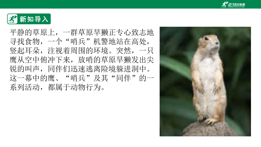 济南版2022-2023学年七年级生物上册2.2.4 动物的行为-同步课件（共39页ppt）