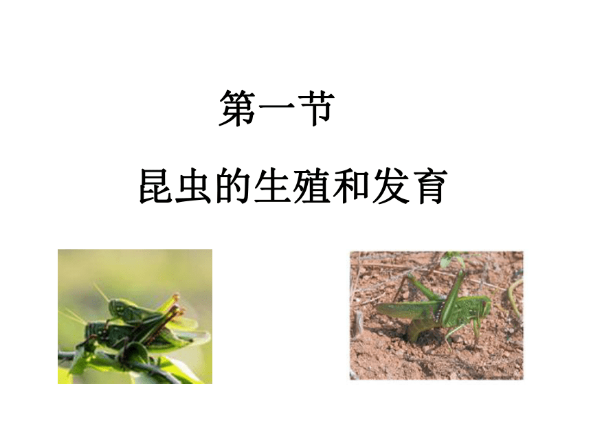 第一节 昆虫的生殖和发育 课件（33张PPT）