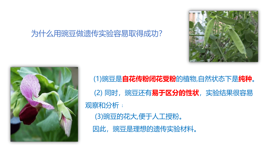 2021-2022学年高一下学期生物人教版必修2-1.1 孟德尔的豌豆杂交实验（一）课件（36张ppt）