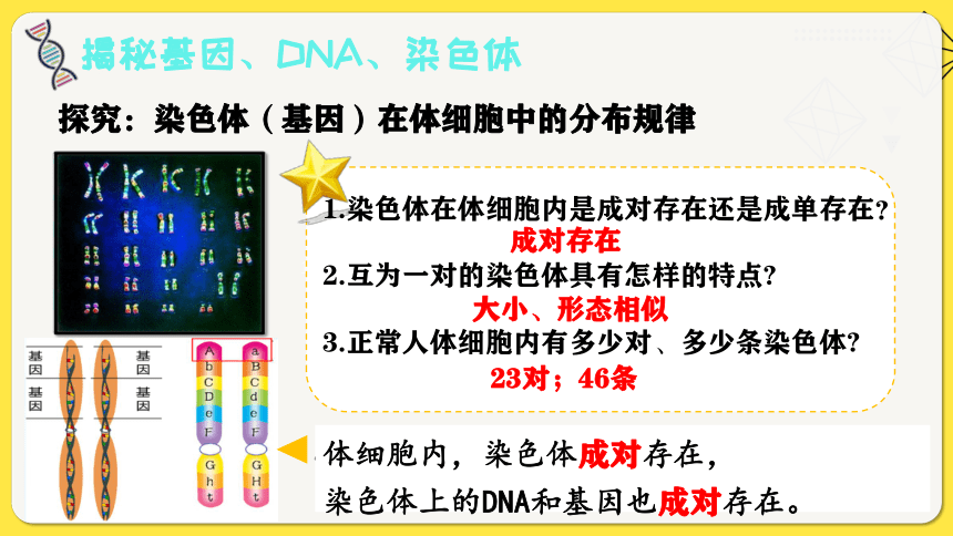 7.2.2  基因在亲子代间的传递  课件(共20张PPT)2023-2024学年人教版生物八年级下册