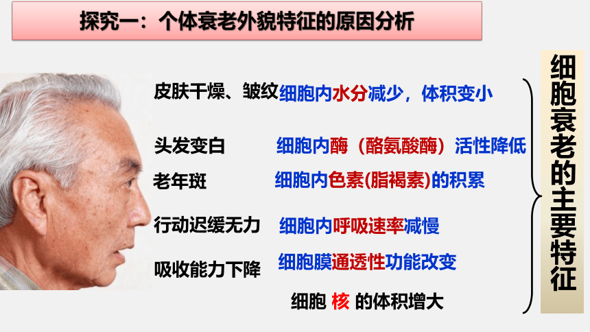 生物人教版（2019）必修1 6.3细胞的衰老和死亡（共18张ppt）