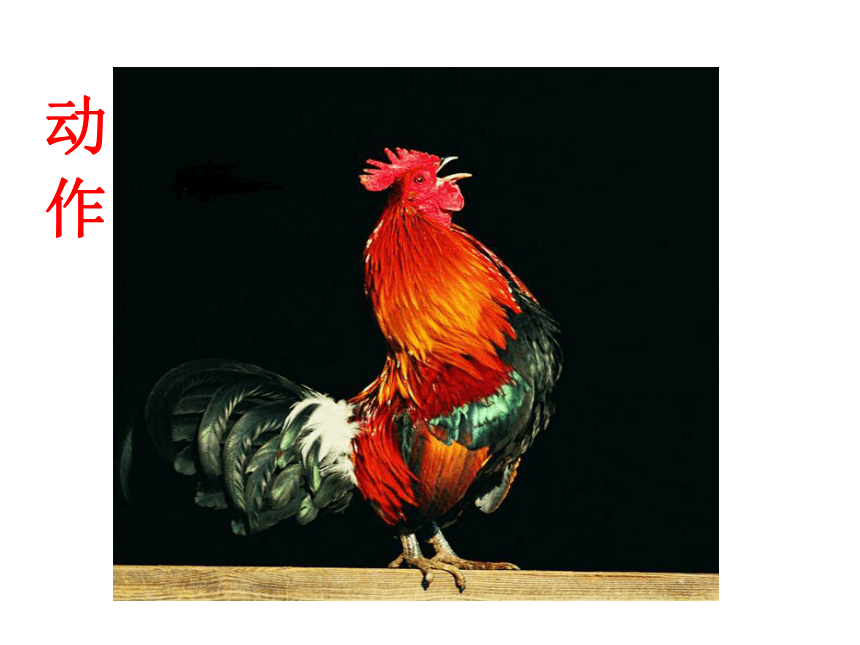 一年级下册美术课件-第16课  神气的大公鸡丨浙美版（2012）（19ppt）