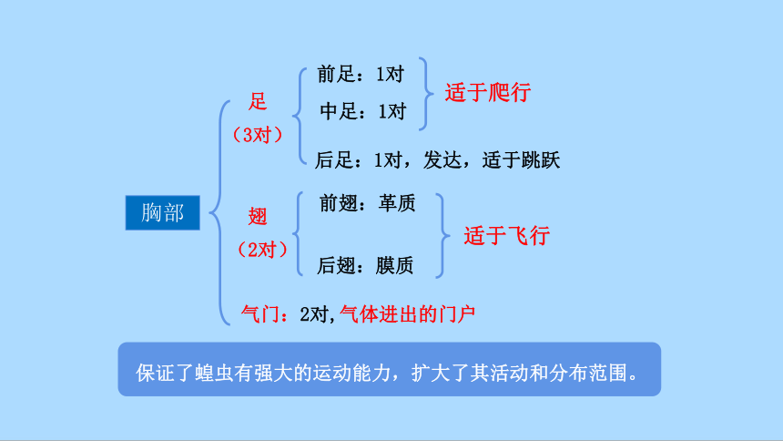 冀教版生物七年级上册1.4.5 节肢动物课件(共38张PPT)