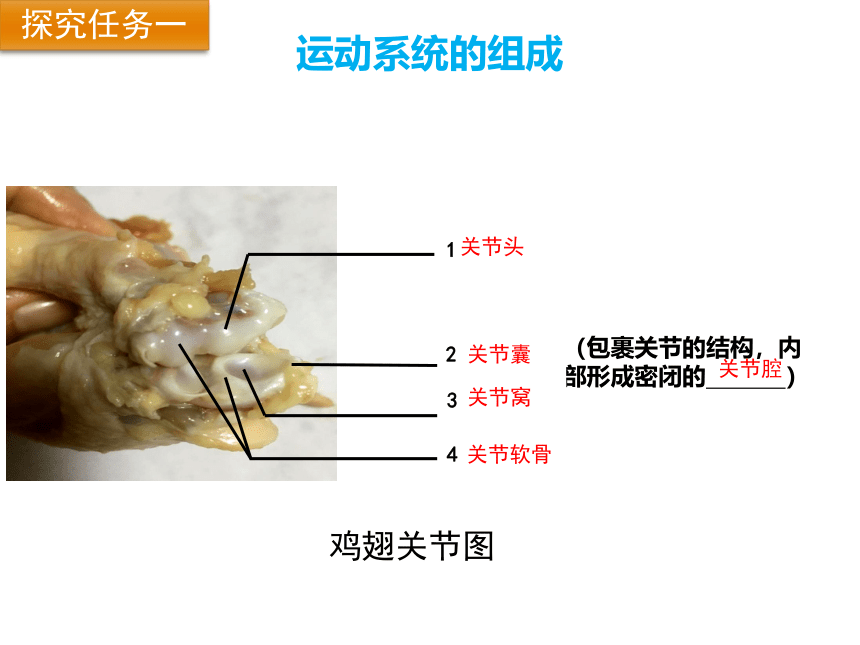 第二章第一节动物的运动 课件(共35张PPT)2021--2022学年人教版八年级生物上册