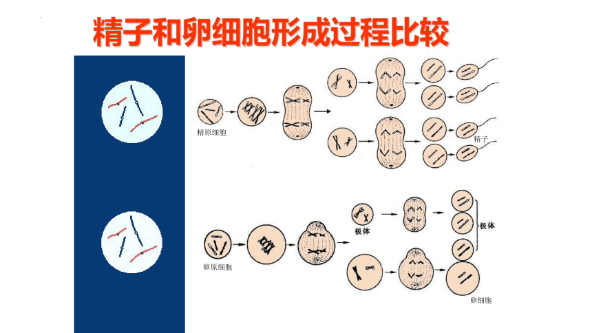 2024届高三二轮复习生物：减数分裂课件(共24张PPT)