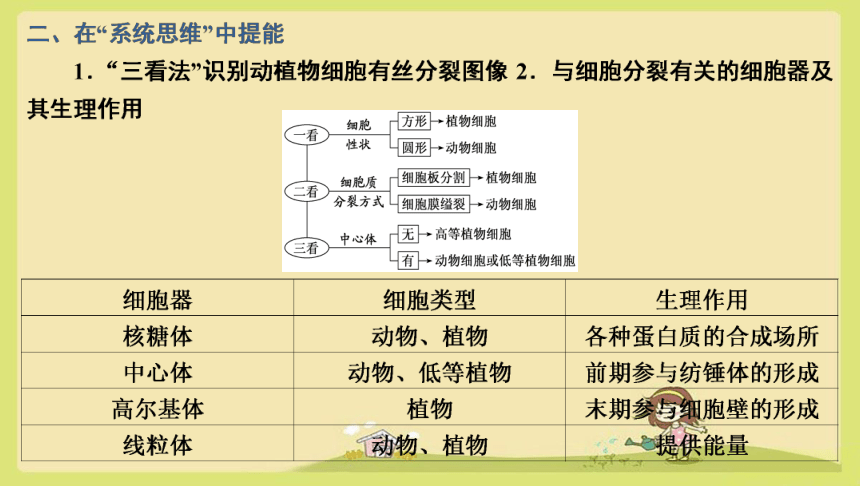 6-1第2课时  动物细胞的有丝分裂、无丝分裂和观察根尖分生区组织细胞的有丝分裂  生物人教版必修1(共22张PPT)