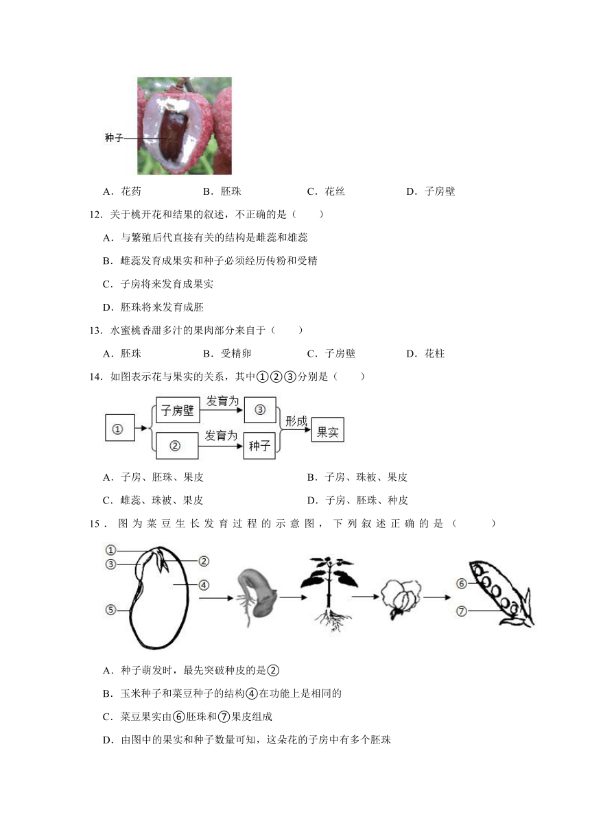 第2章 被子植物的一生 课后作业-人教版七年级生物上册（含答案）