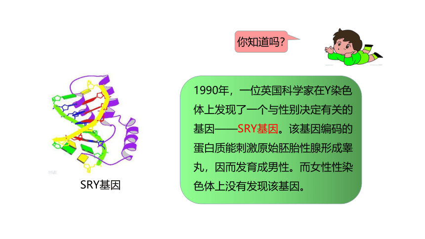 6.2.1.3人的性别决定-【精准备课】2021-2022学年八年级生物下册同步教学优质课件（冀少版）(共20张PPT)