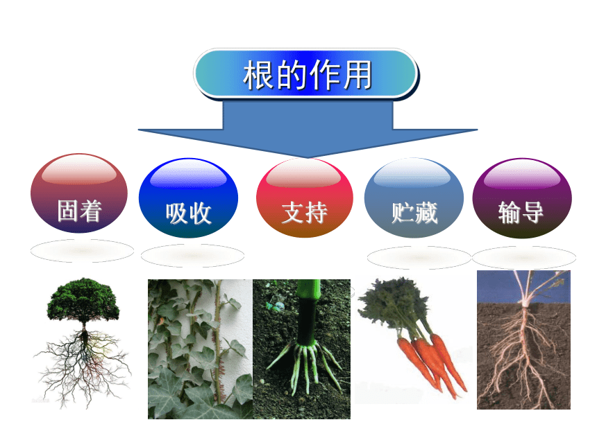 苏教版七年级生物上册 第五章 第二节 植物根的生长(2)（课件）(共24张PPT)