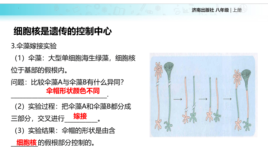 4.4.1 遗传的物质基础 课件（共16张PPT）