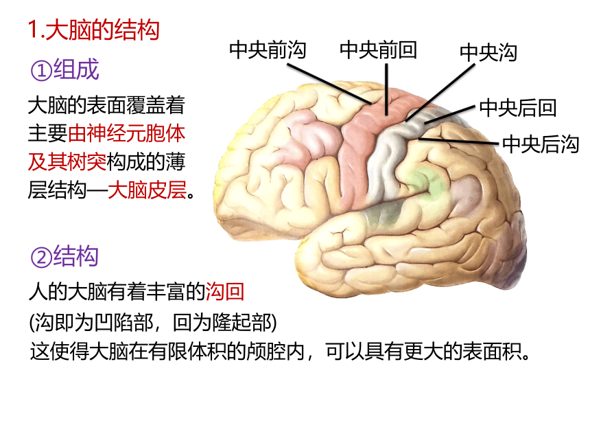 生物人教版（2019）选择性必修1 2.4 神经系统的分级调节（共27张ppt)