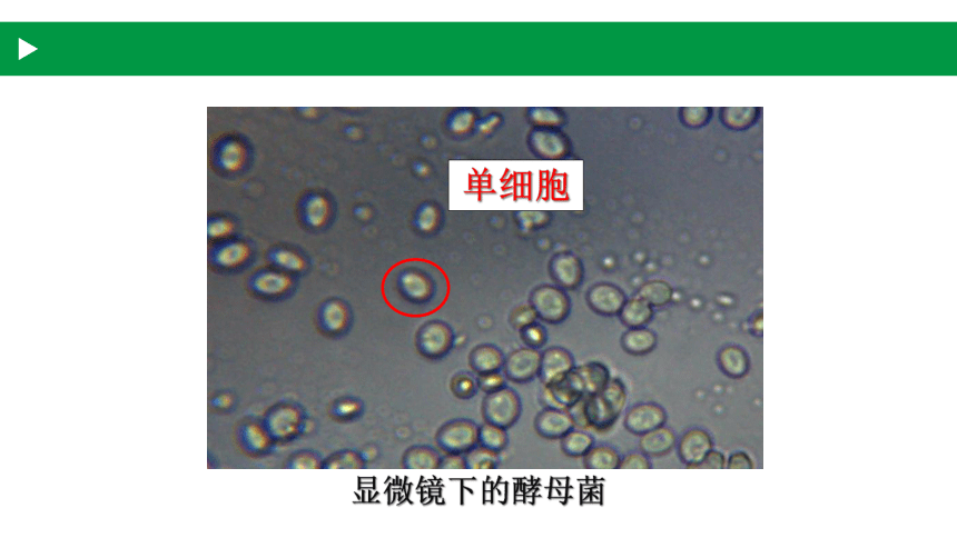4.3.1 微生物---真菌2022-2023学年八年级生物同步精品课件（沪教版第二册）(共24张PPT)