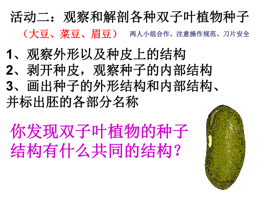 华师大版七年级下册科学 7.2种子的萌发和幼苗形成（课件 16张PPT）