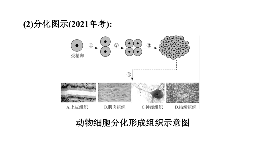 2023年中考生物复习专题课件★★细胞怎样构成生物体