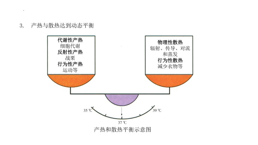 2.4+体温稳定的调节（课件）-2022-2023学年高二生物同步精品课堂（苏教版2019选择性必修1）(共28张PPT)