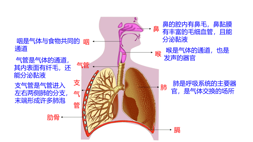 第3单元第7章第2节《人体的呼吸》课件(共24张PPT)