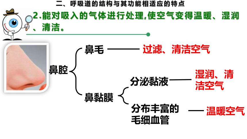 2.3.1.1 呼吸道和肺（课件）七年级生物下册（冀教版）（共19张PPT）