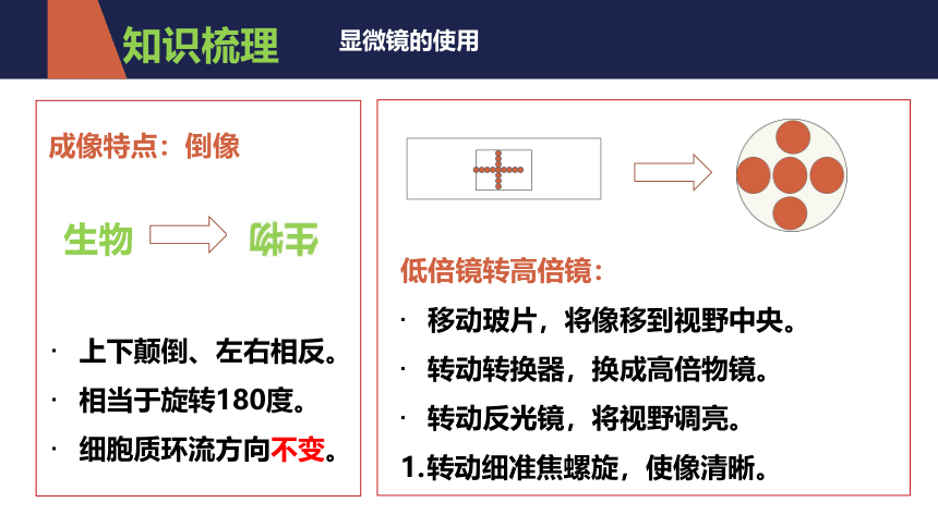 2021-2022学年人教版七年级生物上册第二单元  生物体的结构层次  复习课件(共20张PPT)