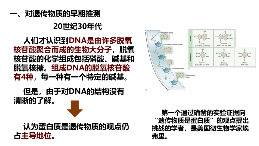 3.1DNA是主要的遗传物质（课件）(共27张PPT)-人教版（2019）必修2