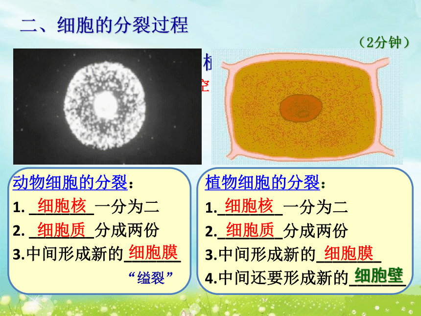 北师大版七年级上册生物 3.3细胞通过分裂而增殖 课件(共17张PPT)