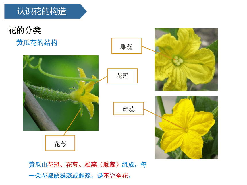 青岛版（六三制2017秋） 三年级下册4.11、植物的花（ 课件18ppt）