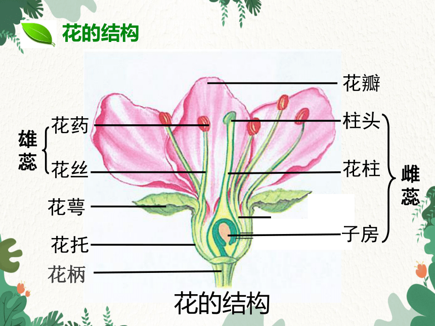 人教版生物七年级上册  3. 2  被子植物的一生 复习课件  (共74张PPT)