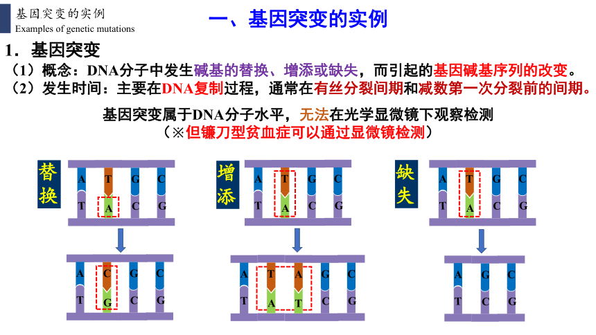 高中生物人教版（2019）必修2 5.1基因突变和基因重组（共42张ppt）