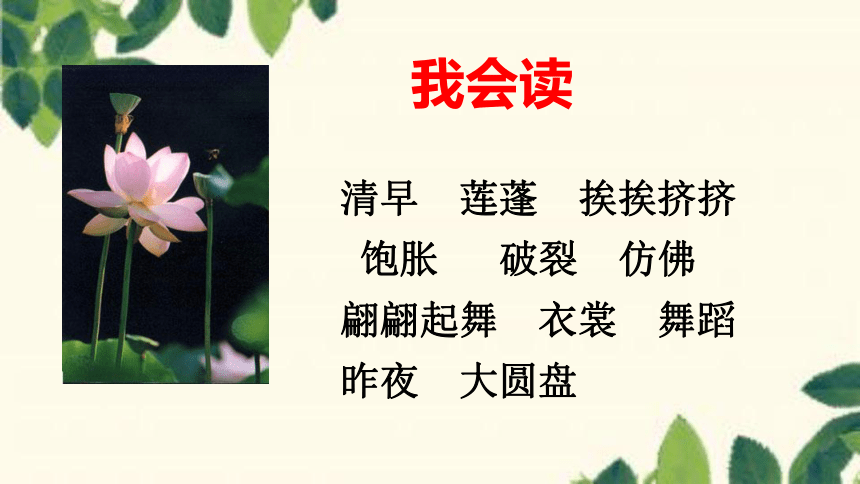 3.《荷花》课件(共28张PPT)