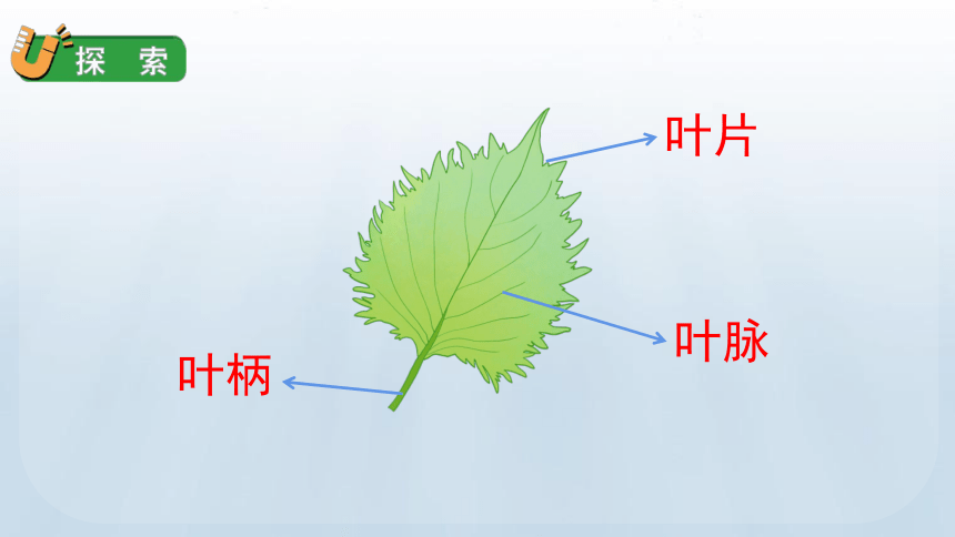 1.3 观察叶 课件（36张PPT）