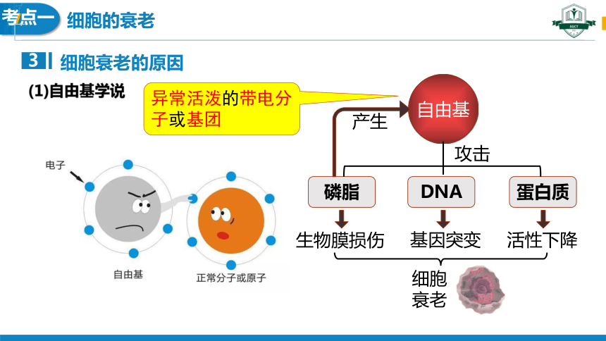 6.3细胞的衰老和死亡(1课时）(课件共23张PPT)