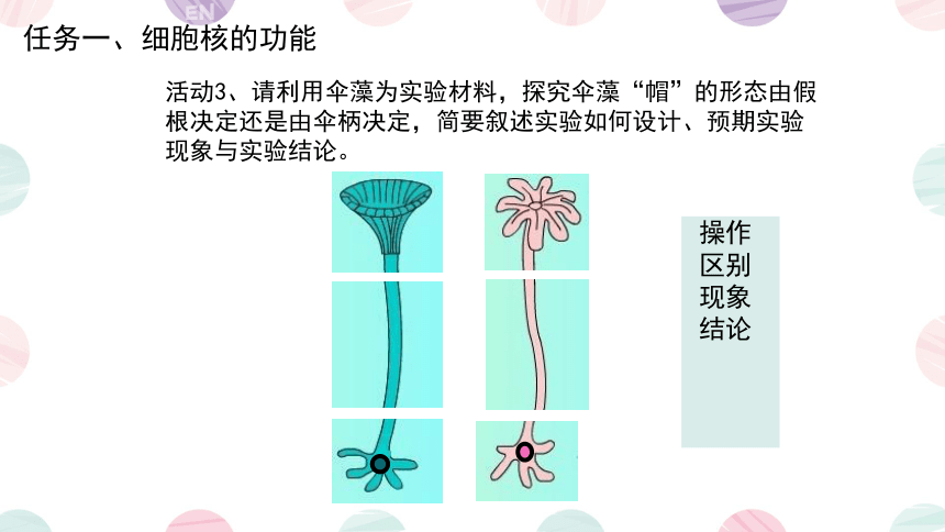 3.3细胞核的结构和功能课件(共30张PPT2个视频)-人教版必修1