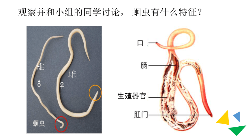 2021--2022学年人教版生物八年级上册5.1.2线形动物和环节动物课件(共28张PPT)