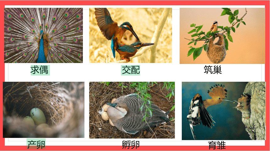 7.1.4 鸟的生殖与发育课件（共23张PPT)+嵌入视频