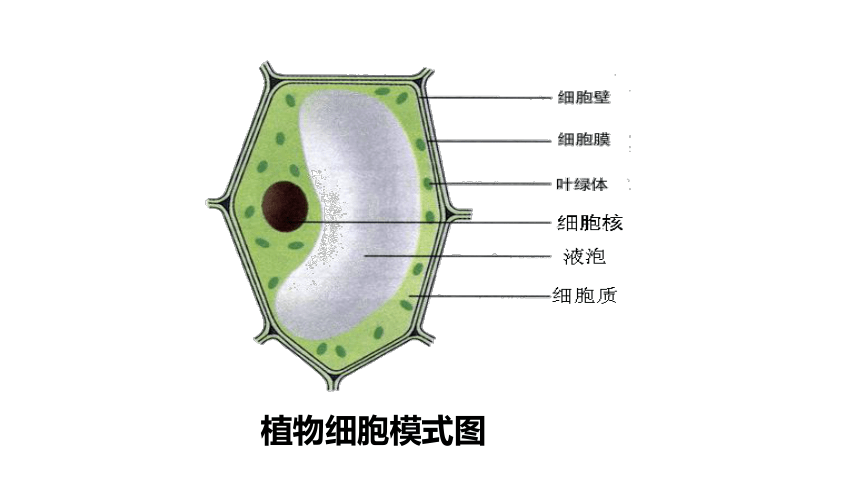 第1单元第2章第1节《细胞——细胞的结构》课件(共14张PPT)