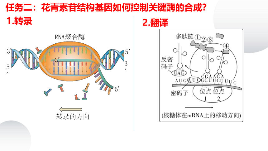 2023届高三生物一轮复习课件基因的表达(共26张PPT)