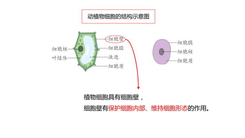 青岛版（六三制2017秋） 六年级上册1.1.细胞（含练习）课件(共14张PPT)