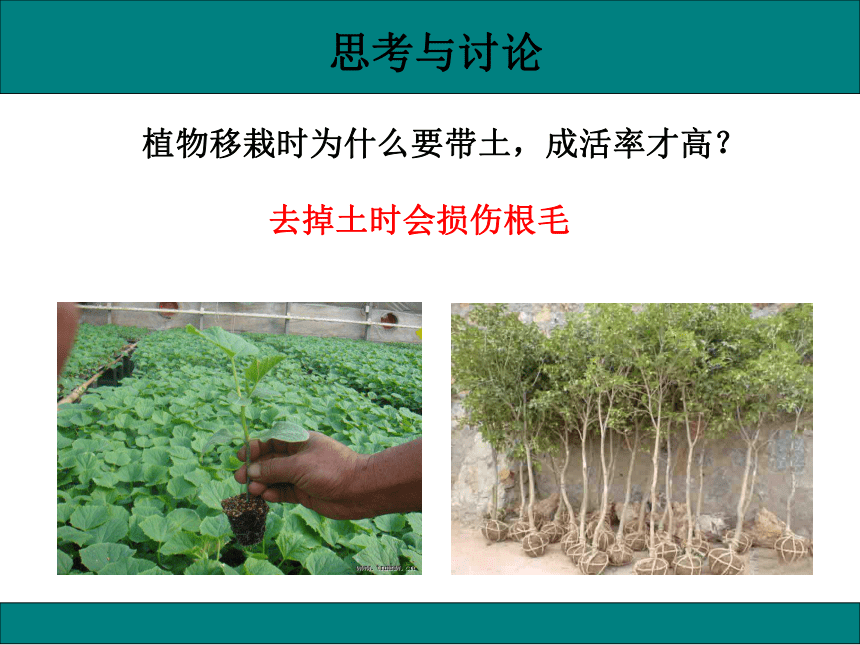 初中生物人教版七年级上册3.2.2植株的生长课件(共33张PPT)