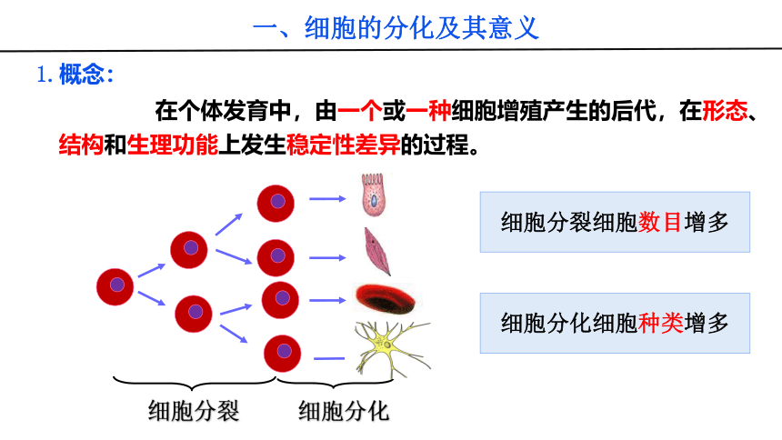 2021-2022学年高中生物人教版（2019）必修一6.2 细胞的分化课件（23张PPT）