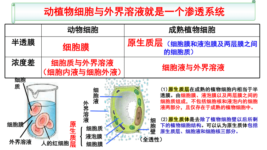 【备考2022一轮复习】&1.4 物质跨膜运输实例及物质运输方式（共52张ppt）