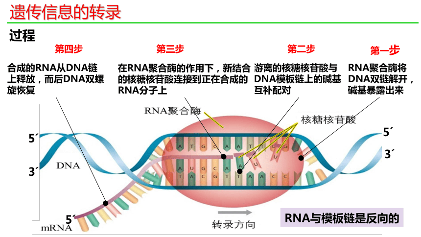 4.1基因指导蛋白质的合成课件(共34张PPT2份视频)