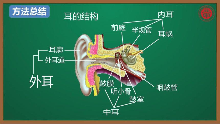 初中生物复习知识点精讲课件 42 耳朵的结构和听觉的形成