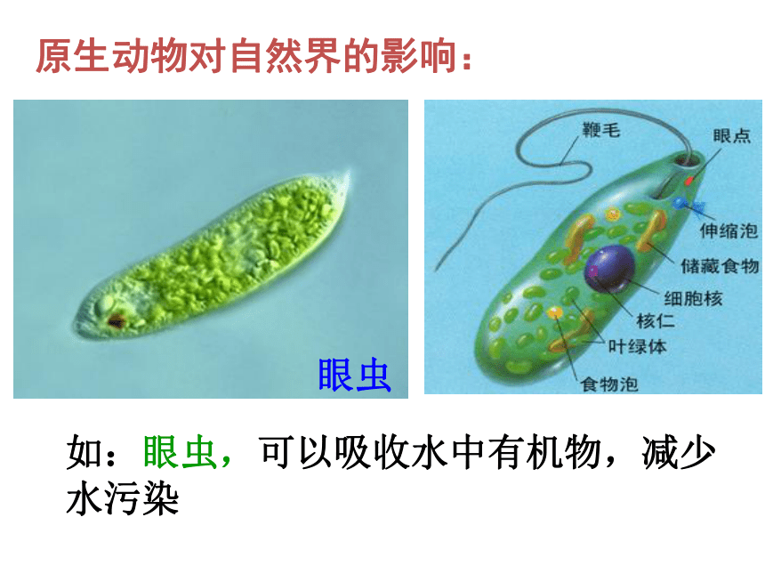 2020-2021学年北师大版八年级生物下册  7.22.2  原生生物的主要类群  课件（21张PPT）