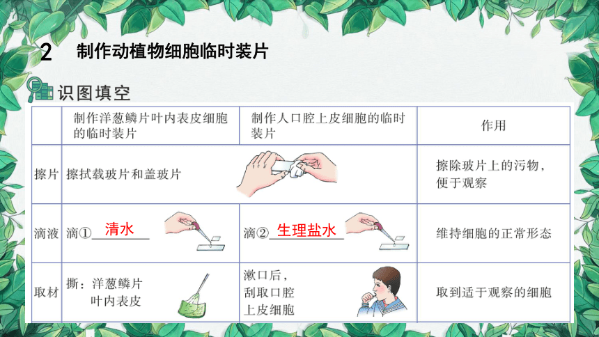 2023年中考生物复习 专题二   生物体的结构层次课件（共10张PPT）